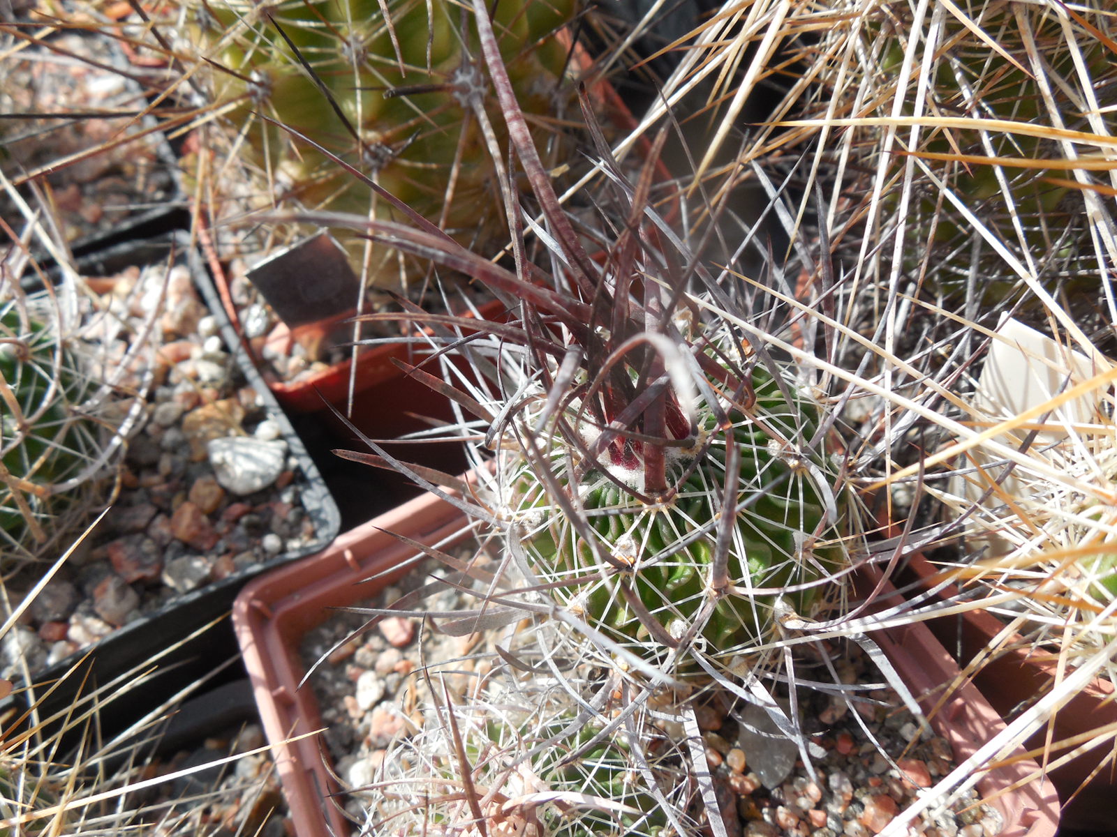 Echinofossulocactus  lloydii -  відбір -