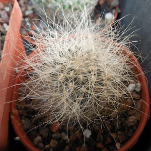 Sulcorebutia gerosenilis SE 183 - PP -