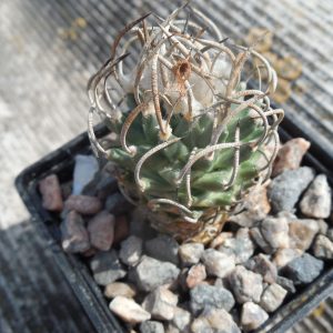 Turbinicarpus schmiedickeanus (?)