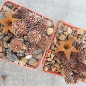 Huernia phillansii
