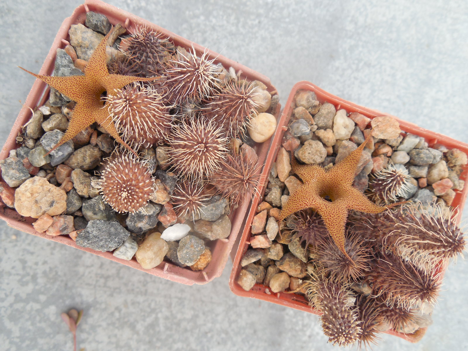 Huernia phillansii