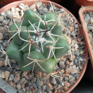 Coryphantha maiz - tablasensis MZ 349 - білоквітковий вид
