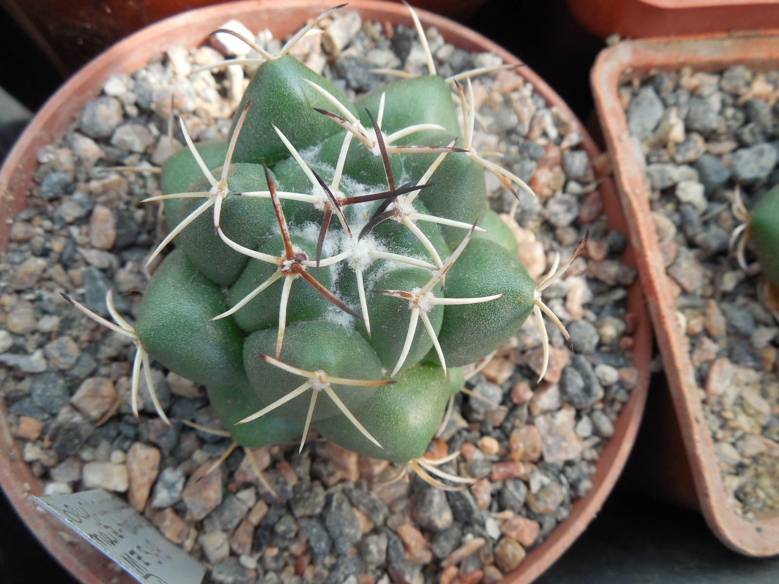 Coryphantha maiz - tablasensis MZ 349 - білоквітковий вид