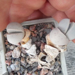 Dinteranthus wilmotianus  ssp.inpunctatus - Warmbad - MG -