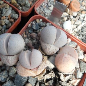 Dinteranthus wilmotianus  - MG -