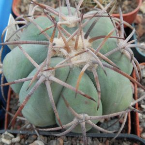 Echinocactus horrizontalonius VZD 531 - Nueva Victoria,  Coah.