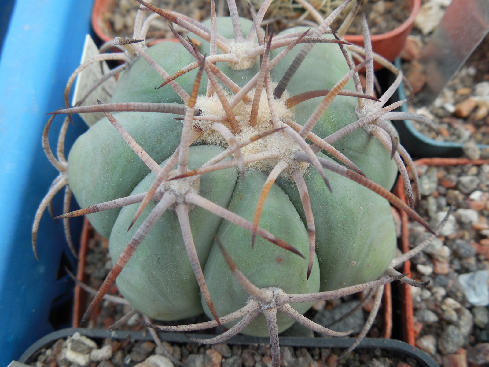 Echinocactus horrizontalonius VZD 531 - Nueva Victoria,  Coah.
