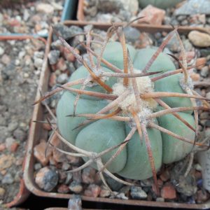 Echinocactus horrizontalonius VZD 531 - Nueva Victoria,  Coah.