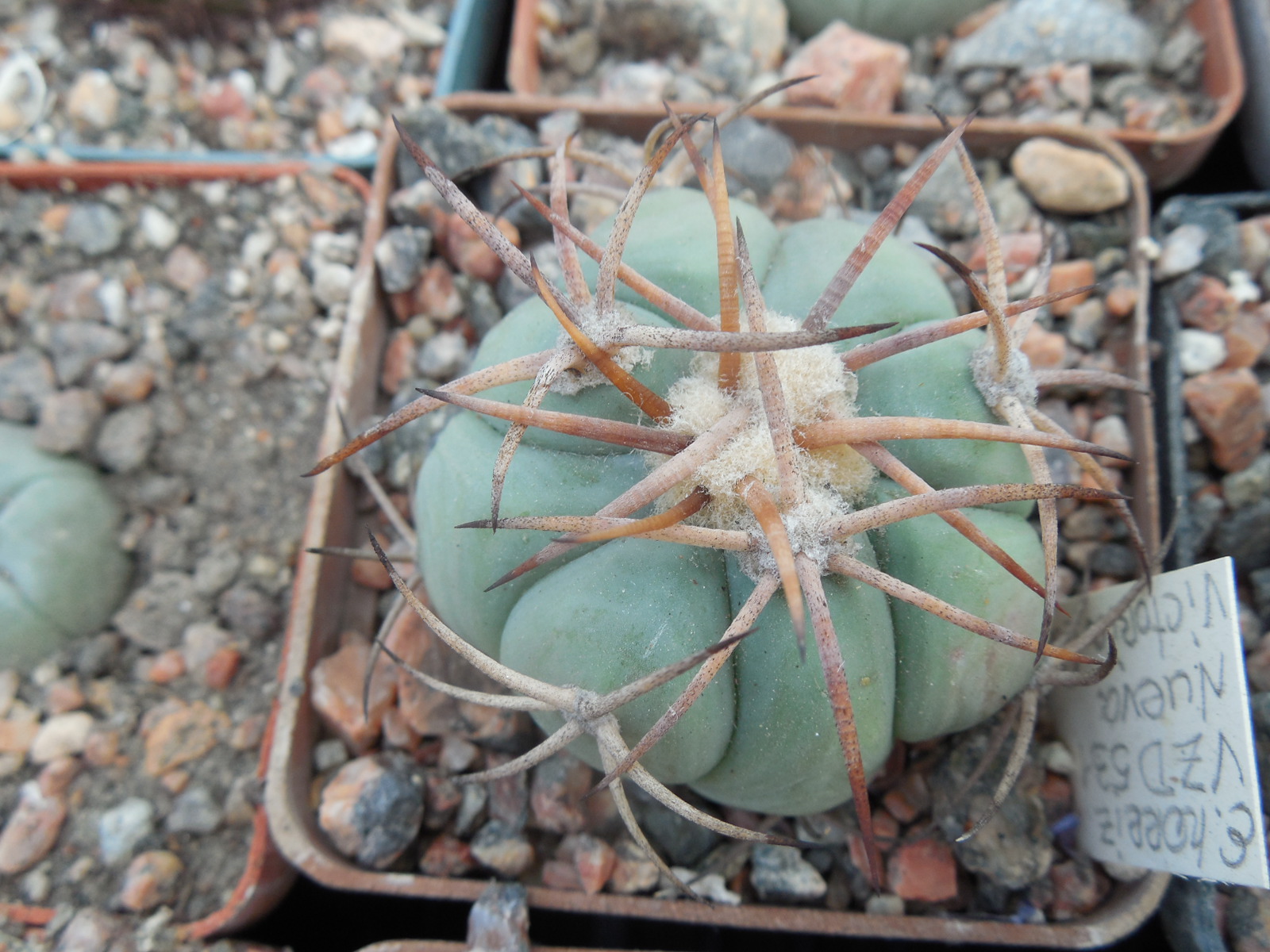 Echinocactus horrizontalonius VZD 531 - Nueva Victoria,  Coah.