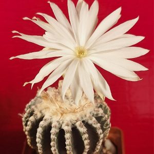 Discocactus horstii