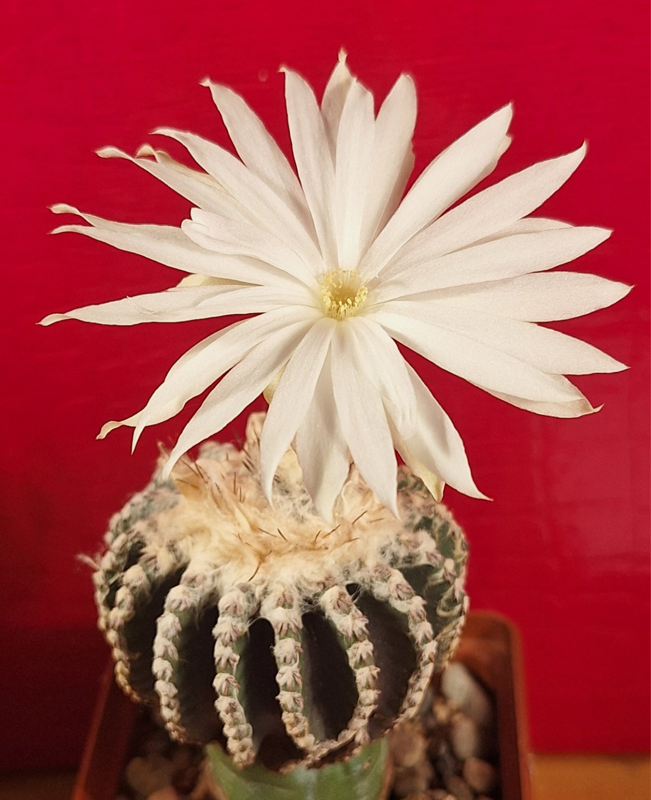 Discocactus horstii