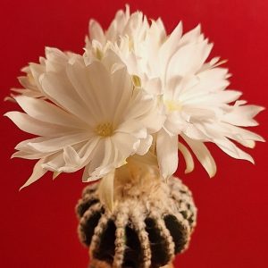 Discocactus horstii