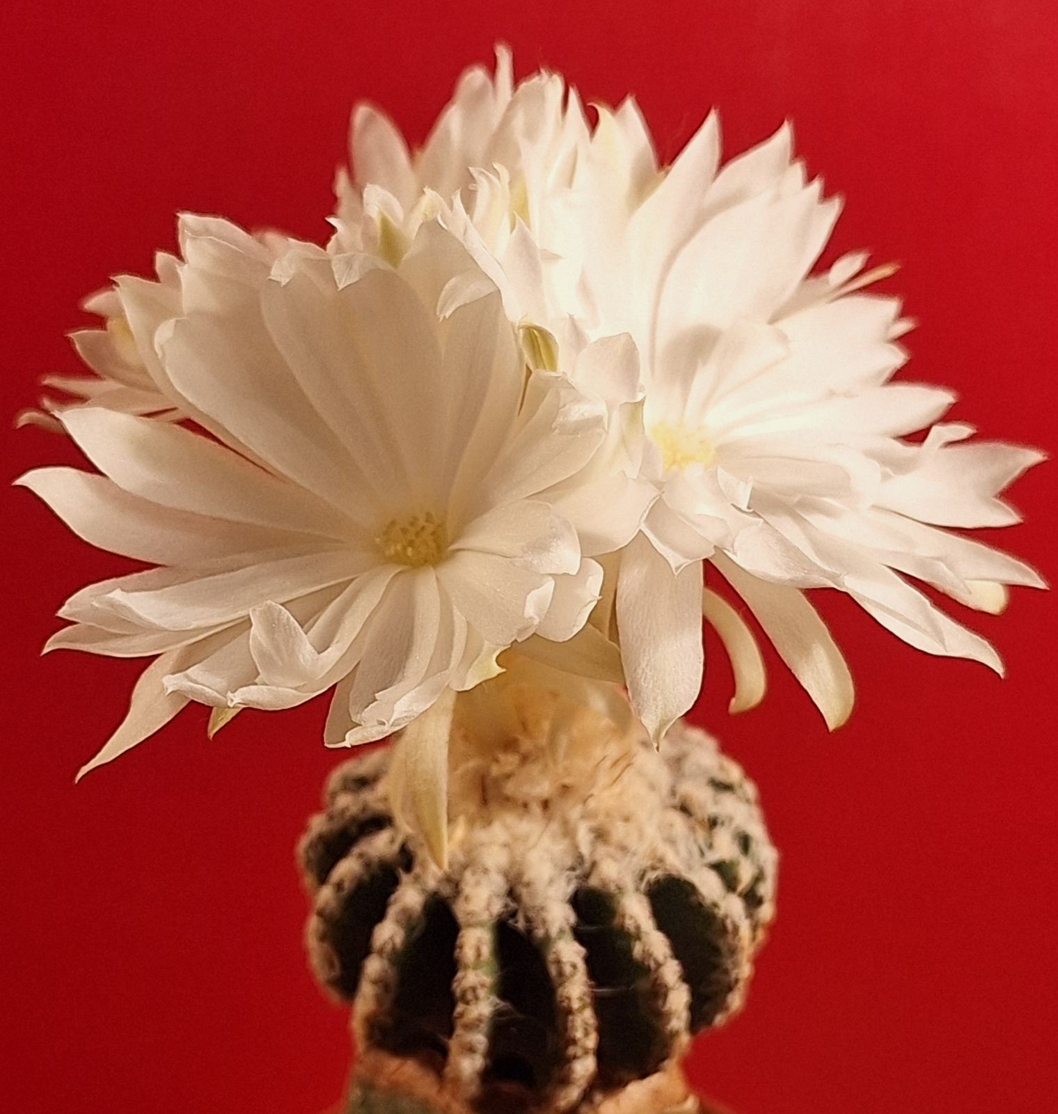 Discocactus horstii