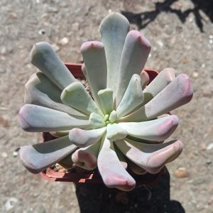 Echeveria Cupid