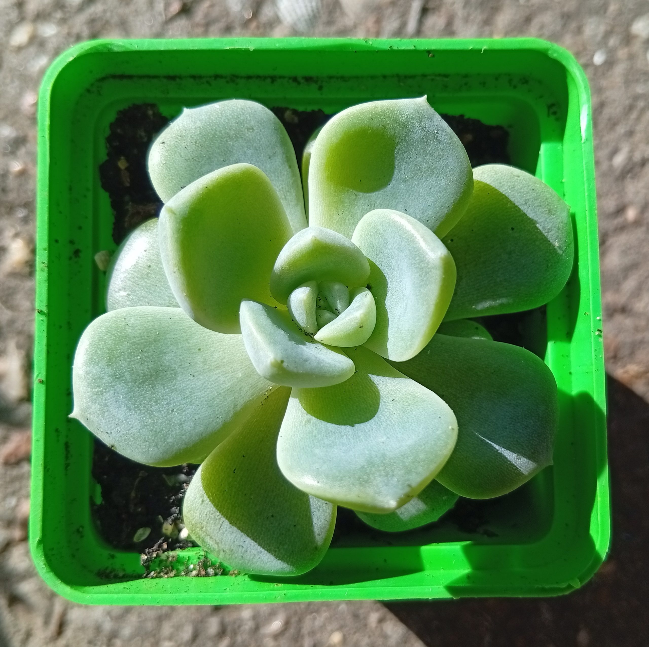 Echeveria Huang Meng