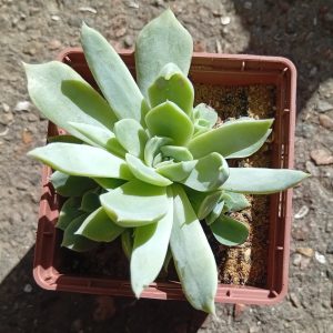 Echeveria Jaklin ( hybr Ermak Olga)