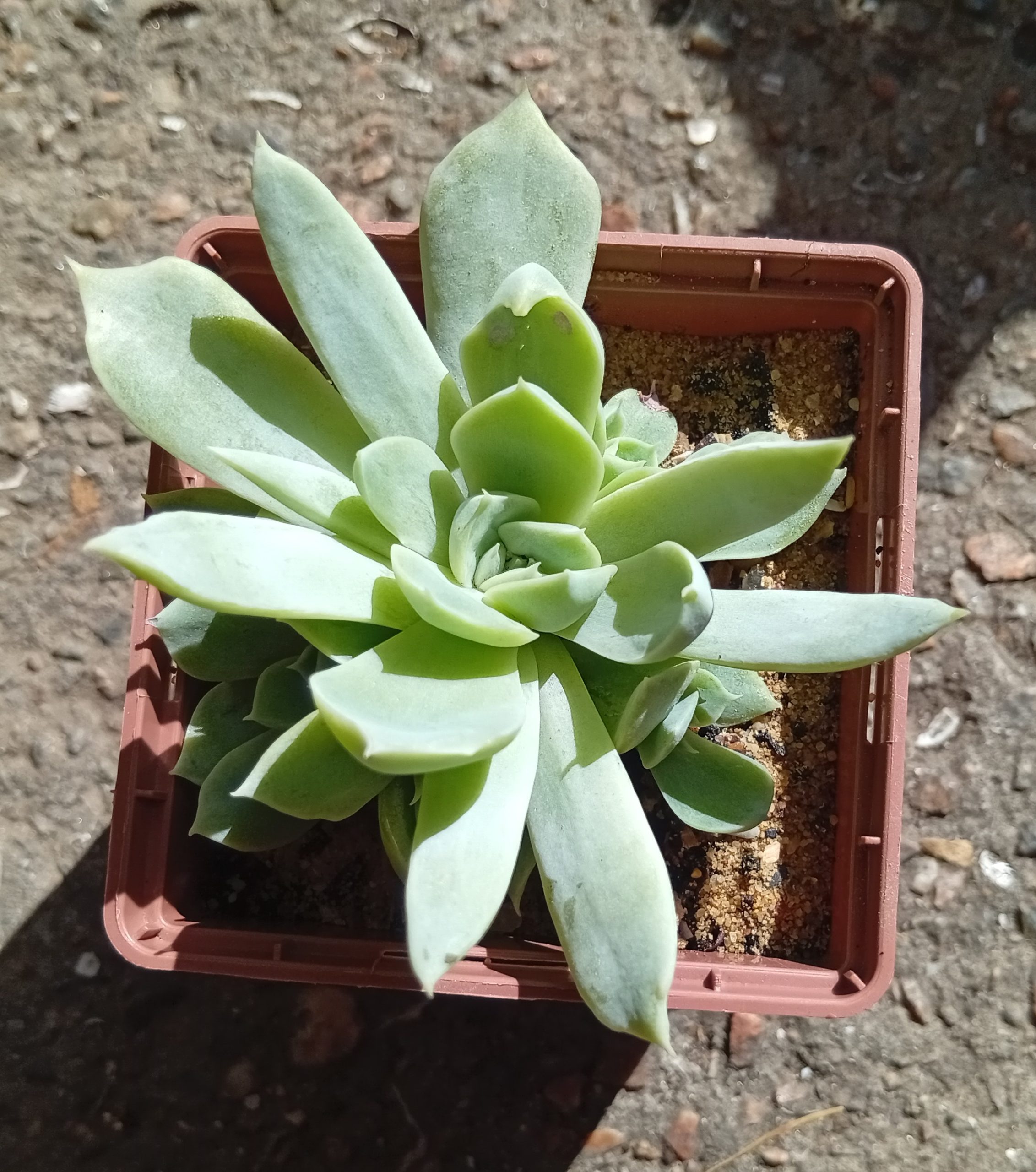 Echeveria Jaklin ( hybr Ermak Olga)