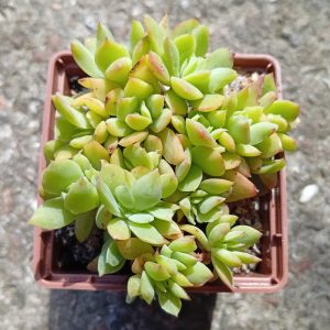 Echeveria Luella f cristata