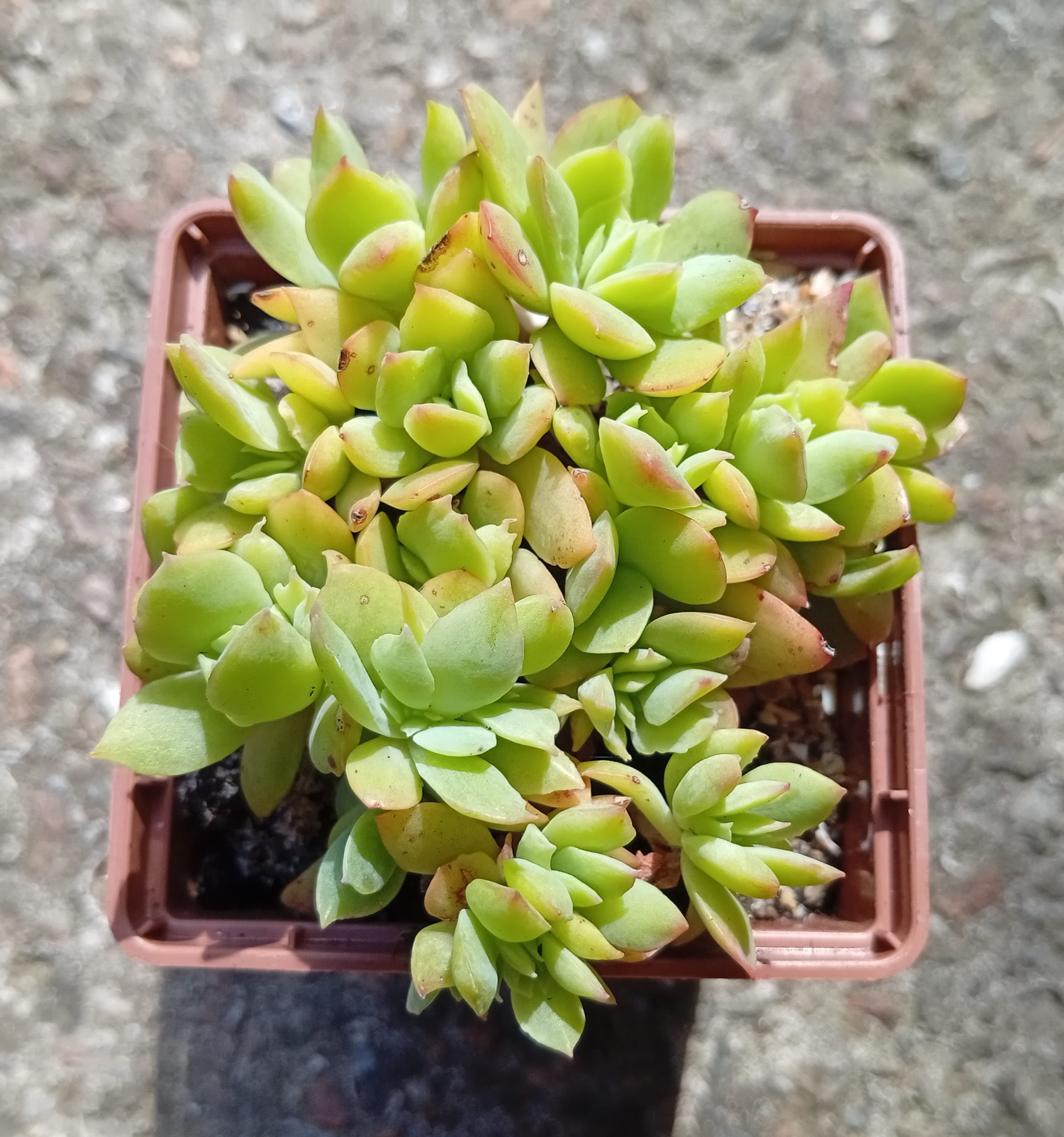 Echeveria Luella f cristata