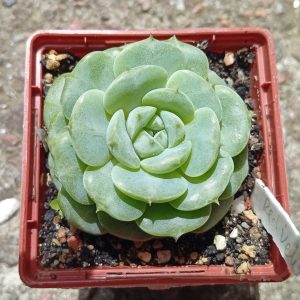 Echeveria Red Velvet