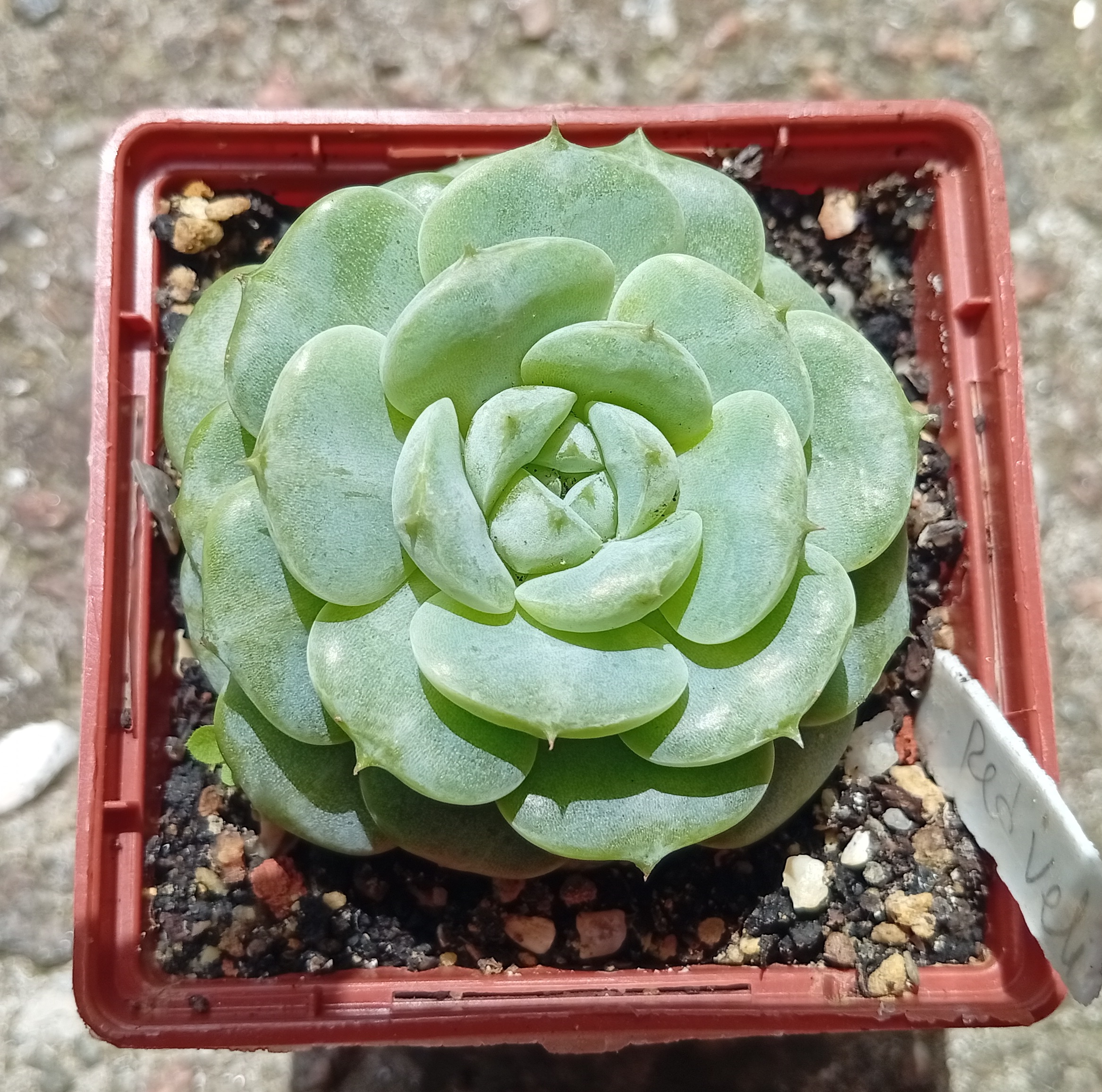 Echeveria Red Velvet