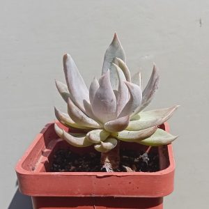 Echeveria Silver Dream ( hybr Ermak Olga)