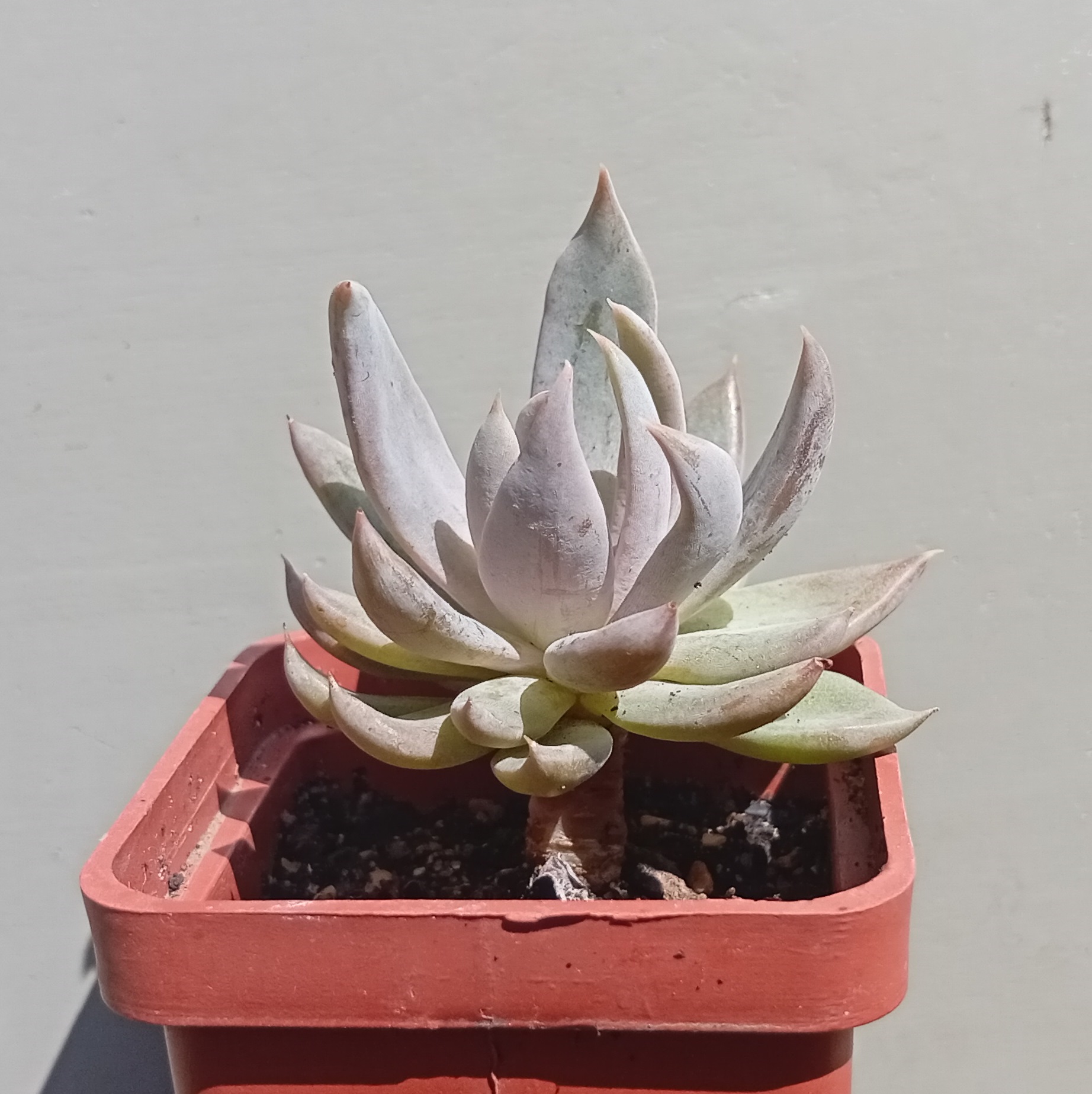 Echeveria Silver Dream ( hybr Ermak Olga)