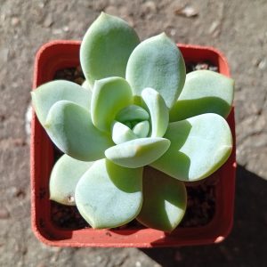 Echeveria Snow Angel