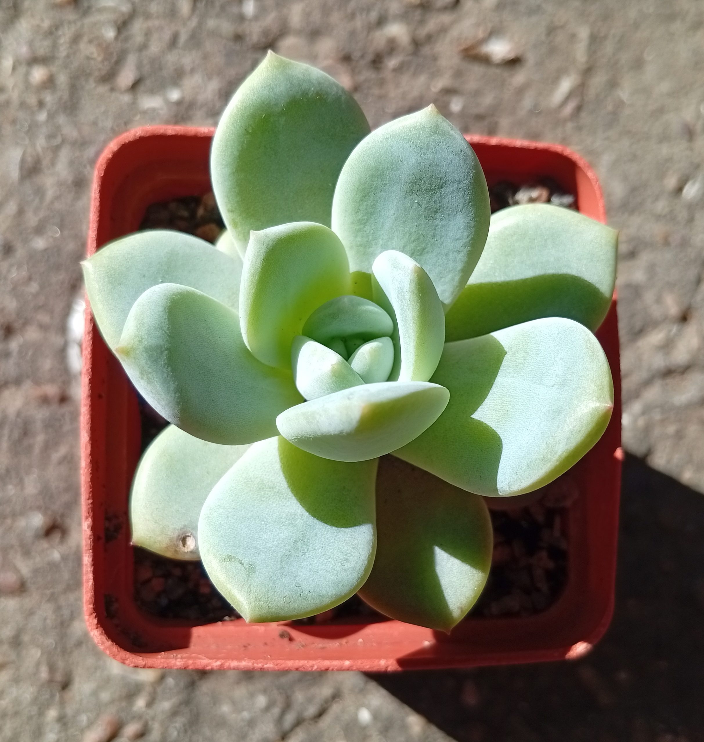 Echeveria Snow Angel