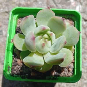 Echeveria colorata Haage