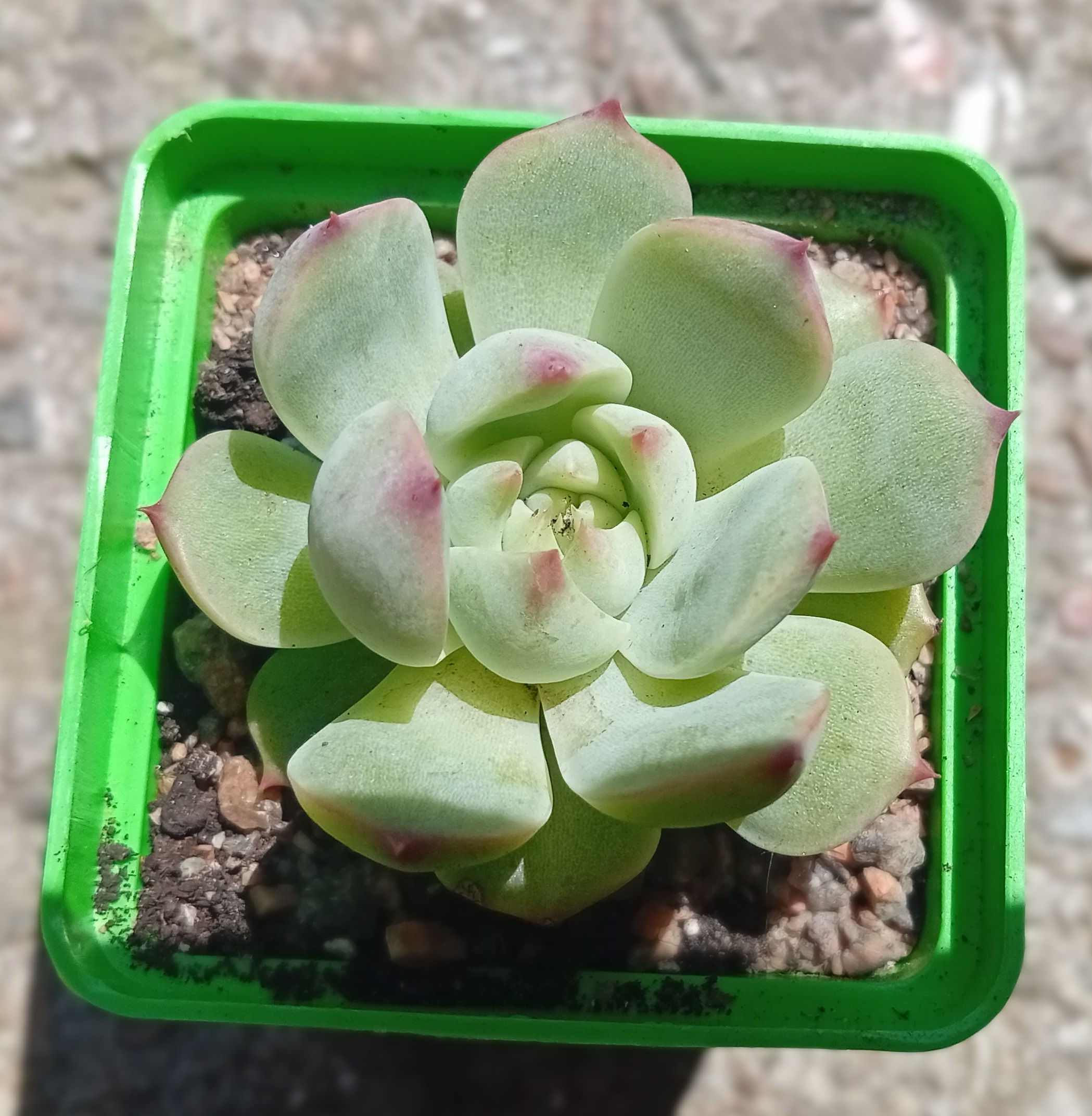 Echeveria colorata Haage