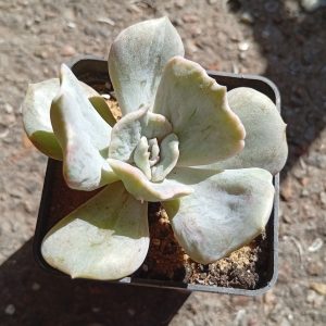Echeveria lilacina f monstrosa