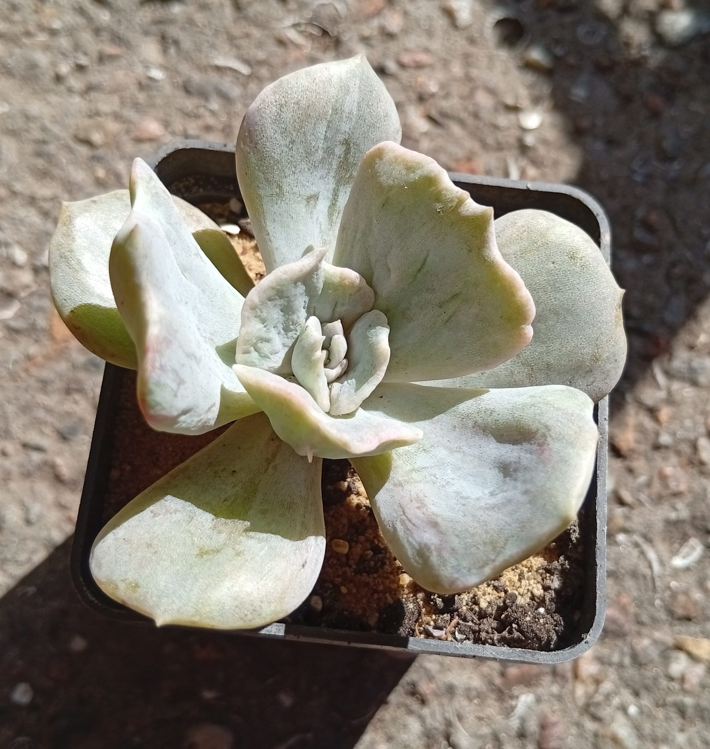 Echeveria lilacina f monstrosa