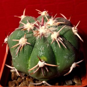 Echinocactus horizonthalonius