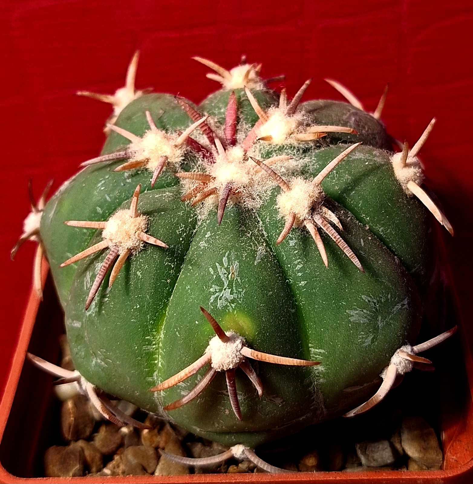 Echinocactus horizonthalonius