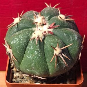 Echinocactus horizonthalonius