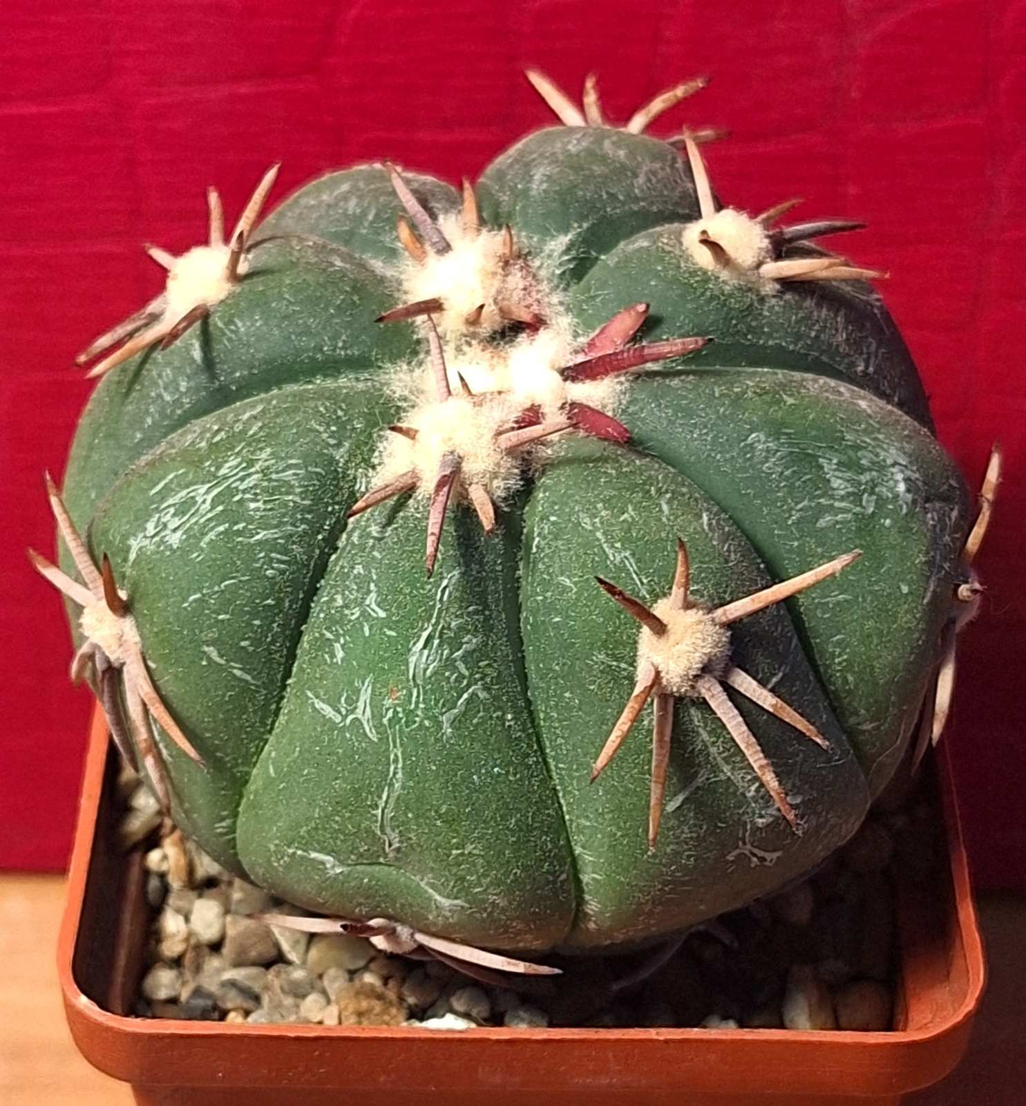 Echinocactus horizonthalonius