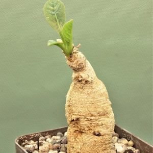 Euphorbia-primulifolia-1