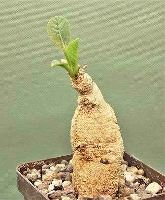 Euphorbia-primulifolia-1