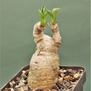 Euphorbia-primulifolia-2