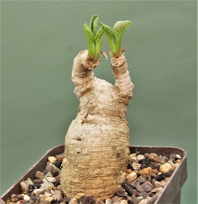 Euphorbia-primulifolia-2