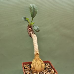 Euphorbia-ramena.Madagascar.