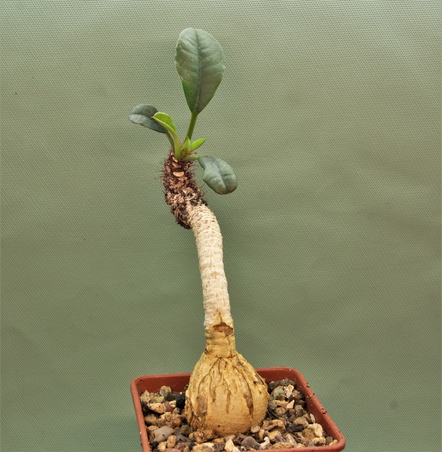 Euphorbia-ramena.Madagascar.