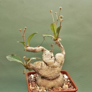 Euphorbia-sp.nova-lawantii-n.n-aff.moratii.Ranohira.Madagascar-1.