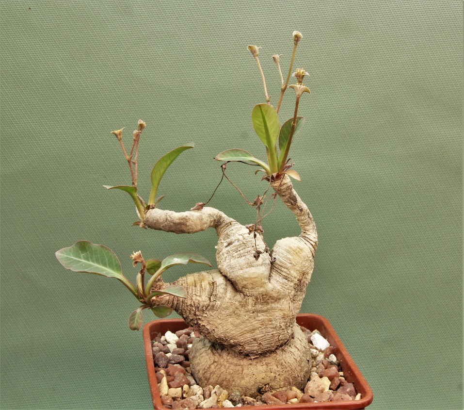 Euphorbia-sp.nova-lawantii-n.n-aff.moratii.Ranohira.Madagascar-1.