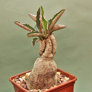 Euphorbia-sp.nova-lawantii-n.n-aff.moratii.Ranohira.Madagascar-2