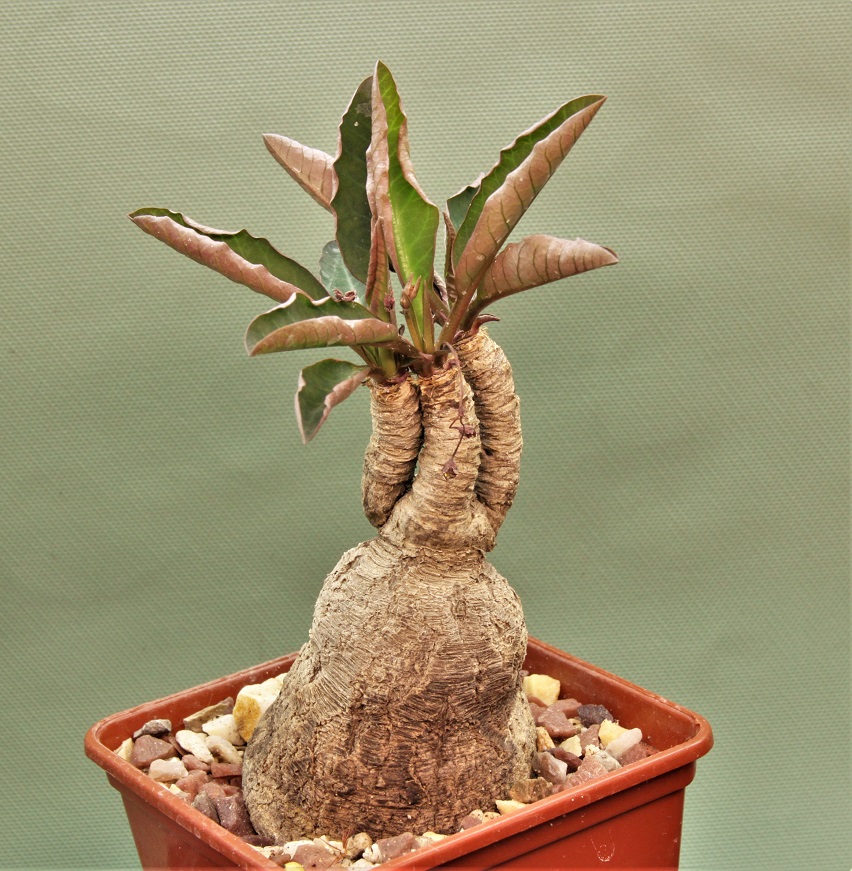 Euphorbia-sp.nova-lawantii-n.n-aff.moratii.Ranohira.Madagascar-2