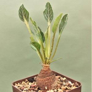 Euphorbia-spannringii-Fish-bone-Varitgatet-leaf-Madagascar-3