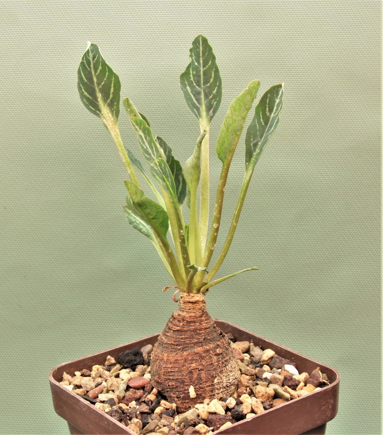 Euphorbia-spannringii-Fish-bone-Varitgatet-leaf-Madagascar-3