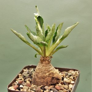 Euphorbia-spannringii-Fish-bone-Varitgatet-leaf-Madagascar-4
